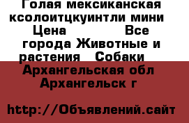 Голая мексиканская ксолоитцкуинтли мини › Цена ­ 20 000 - Все города Животные и растения » Собаки   . Архангельская обл.,Архангельск г.